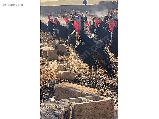 Pets & Livestock / Poultry & Fowl / Turkeys