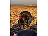 Pets & Livestock / Poultry & Fowl / Turkeys