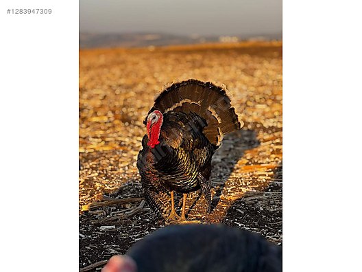 Pets & Livestock / Poultry & Fowl / Turkeys