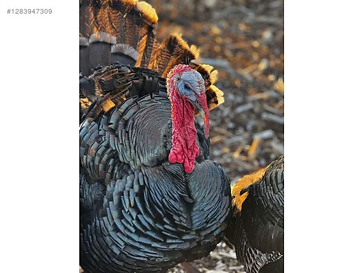 Pets & Livestock / Poultry & Fowl / Turkeys