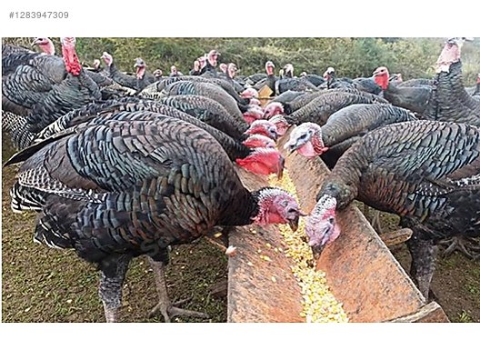 Pets & Livestock / Poultry & Fowl / Turkeys
