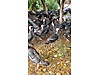 Pets & Livestock / Poultry & Fowl / Turkeys