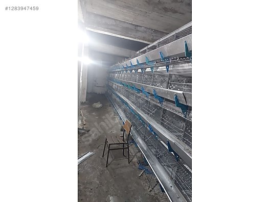 Pets & Livestock / Poultry & Fowl / Turkeys