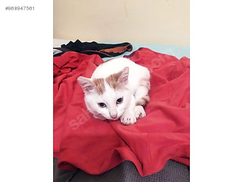 Kedi Sarman Yavru Kedi Sahiplendirme Sahibinden Comda 968947561