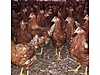 Pets & Livestock / Poultry & Fowl / Chickens