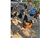Pets & Livestock / Poultry & Fowl / Chickens