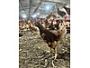 Pets & Livestock / Poultry & Fowl / Chickens