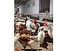 Pets & Livestock / Poultry & Fowl / Chickens