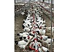 Pets & Livestock / Poultry & Fowl / Chickens