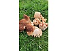 Pets & Livestock / Poultry & Fowl / Chickens