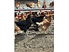Pets & Livestock / Poultry & Fowl / Chickens