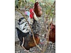 Pets & Livestock / Poultry & Fowl / Chickens