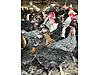 Pets & Livestock / Poultry & Fowl / Chickens