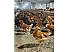 Pets & Livestock / Poultry & Fowl / Chickens