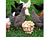 Pets & Livestock / Poultry & Fowl / Chickens