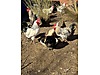 Pets & Livestock / Poultry & Fowl / Chickens