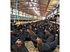 Pets & Livestock / Poultry & Fowl / Chickens