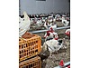 Pets & Livestock / Poultry & Fowl / Chickens