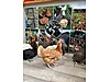 Pets & Livestock / Poultry & Fowl / Chickens