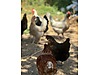 Pets & Livestock / Poultry & Fowl / Chickens