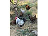 Pets & Livestock / Poultry & Fowl / Chickens