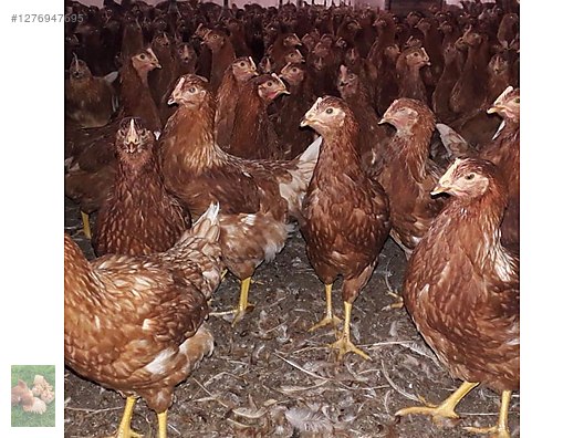 Pets & Livestock / Poultry & Fowl / Chickens