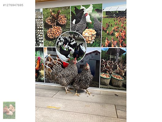 Pets & Livestock / Poultry & Fowl / Chickens