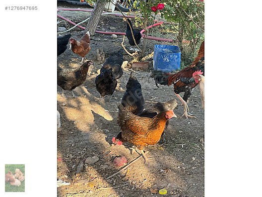 Pets & Livestock / Poultry & Fowl / Chickens