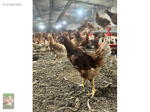 Pets & Livestock / Poultry & Fowl / Chickens