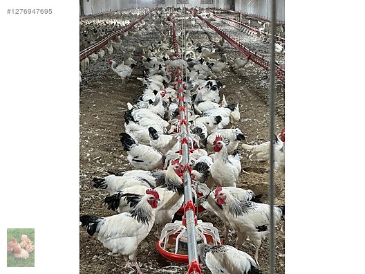 Pets & Livestock / Poultry & Fowl / Chickens