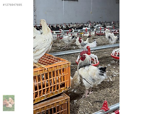 Pets & Livestock / Poultry & Fowl / Chickens