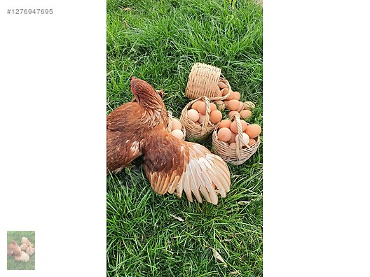 Pets & Livestock / Poultry & Fowl / Chickens