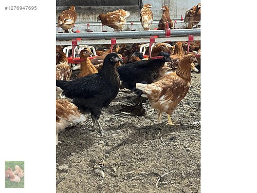Pets & Livestock / Poultry & Fowl / Chickens
