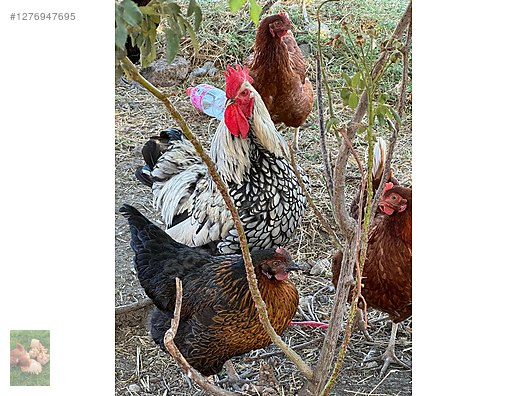 Pets & Livestock / Poultry & Fowl / Chickens