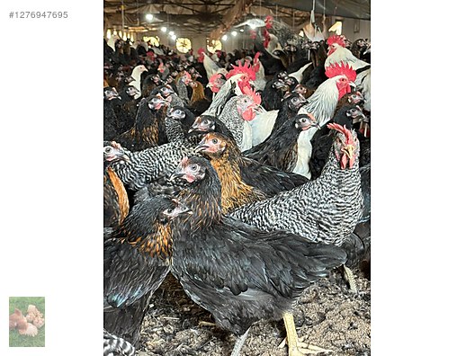 Pets & Livestock / Poultry & Fowl / Chickens