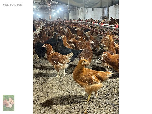 Pets & Livestock / Poultry & Fowl / Chickens