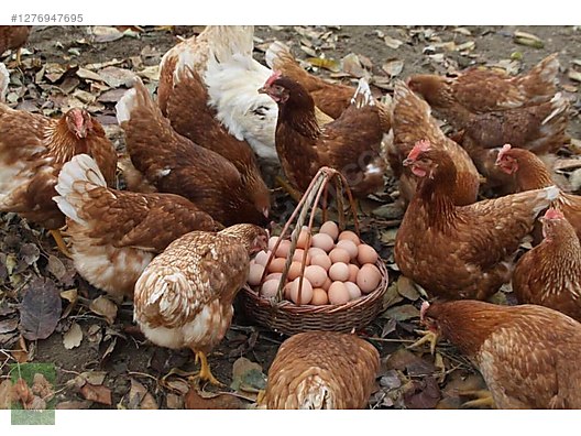 Pets & Livestock / Poultry & Fowl / Chickens