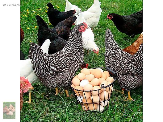 Pets & Livestock / Poultry & Fowl / Chickens