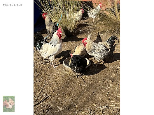 Pets & Livestock / Poultry & Fowl / Chickens