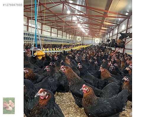 Pets & Livestock / Poultry & Fowl / Chickens