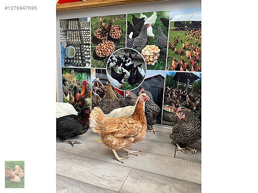 Pets & Livestock / Poultry & Fowl / Chickens