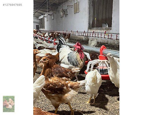 Pets & Livestock / Poultry & Fowl / Chickens
