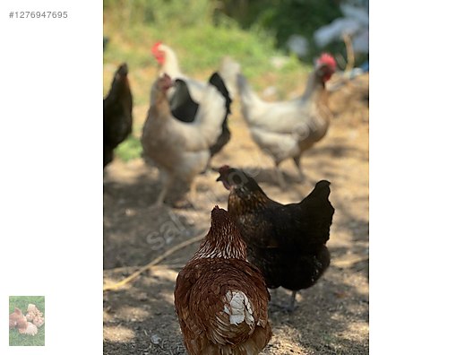 Pets & Livestock / Poultry & Fowl / Chickens