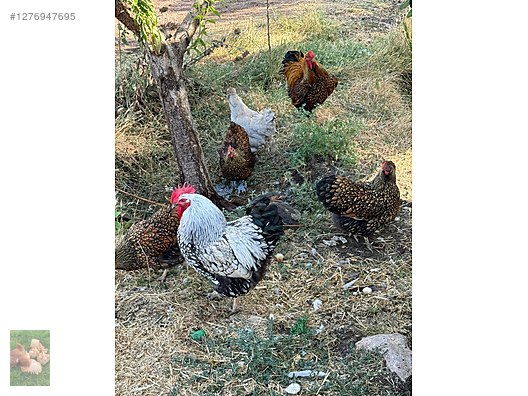 Pets & Livestock / Poultry & Fowl / Chickens