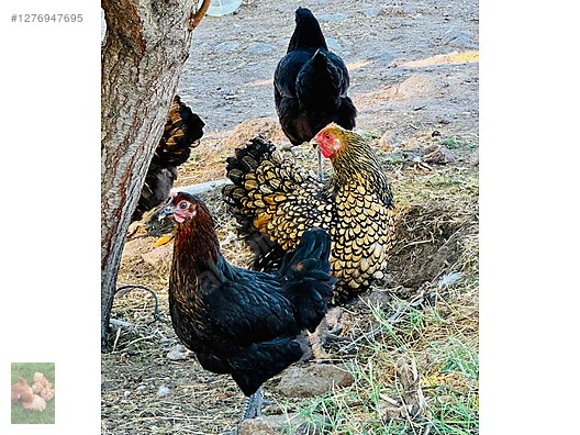 Pets & Livestock / Poultry & Fowl / Chickens