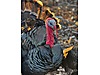 Pets & Livestock / Poultry & Fowl / Turkeys
