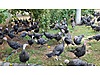 Pets & Livestock / Poultry & Fowl / Turkeys
