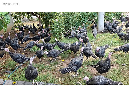 Pets & Livestock / Poultry & Fowl / Turkeys