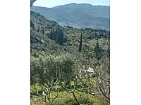 Natürel Sızma zeytinyağı