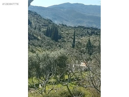 İkinci El ve Sıfır Alışveriş / Yiyecek & İçecek / Şarküteri / Zeytinyağı